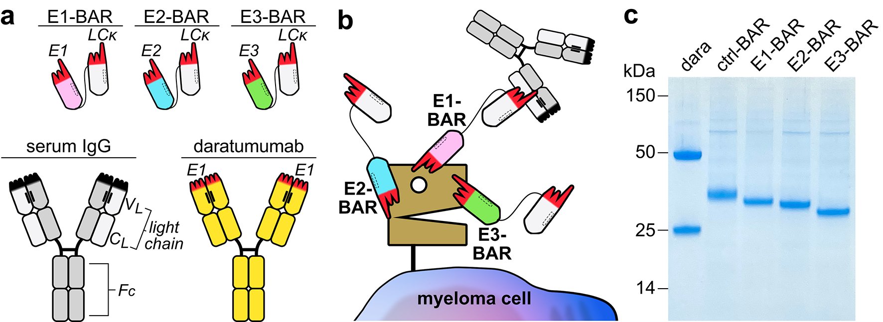 LabRullo's tweet card. Scientific Reports - CD38-specific nanobody-based bispecific antibody recruiters (BARs) redirect complement-dependent cytotoxicity toward multiple myeloma cells