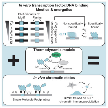 CellCellPress's tweet card. In vitro-derived insights into features that drive transcription factor binding to DNA, including motif-adjacent sequence, enable prediction of chromatin states and transcription factor occupancy in...
