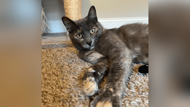 alnewsbeacon's tweet card. All across the Tennessee Valley, furry friends are looking for their furrever home.