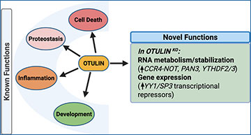 RNASeqBlog's tweet card. Researchers reveal OTULIN as a key regulator of tau production and RNA sequencing signatures in neurons, uncovering new therapeutic opportunities for Alzheimer’s disease and related tauopathies...