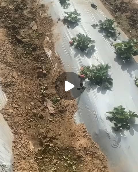 msdhoni's tweet card. M S Dhoni (@mahi7781) • Instagram video