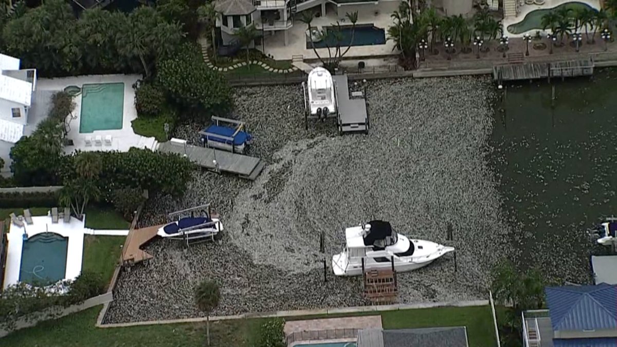 Help4All's tweet card. St. Pete leaders are turning to the state for help. City leaders say they’re overwhelmed by dead fish and struggling to keep up with one of the worst red tide blooms to ever impact the bay.