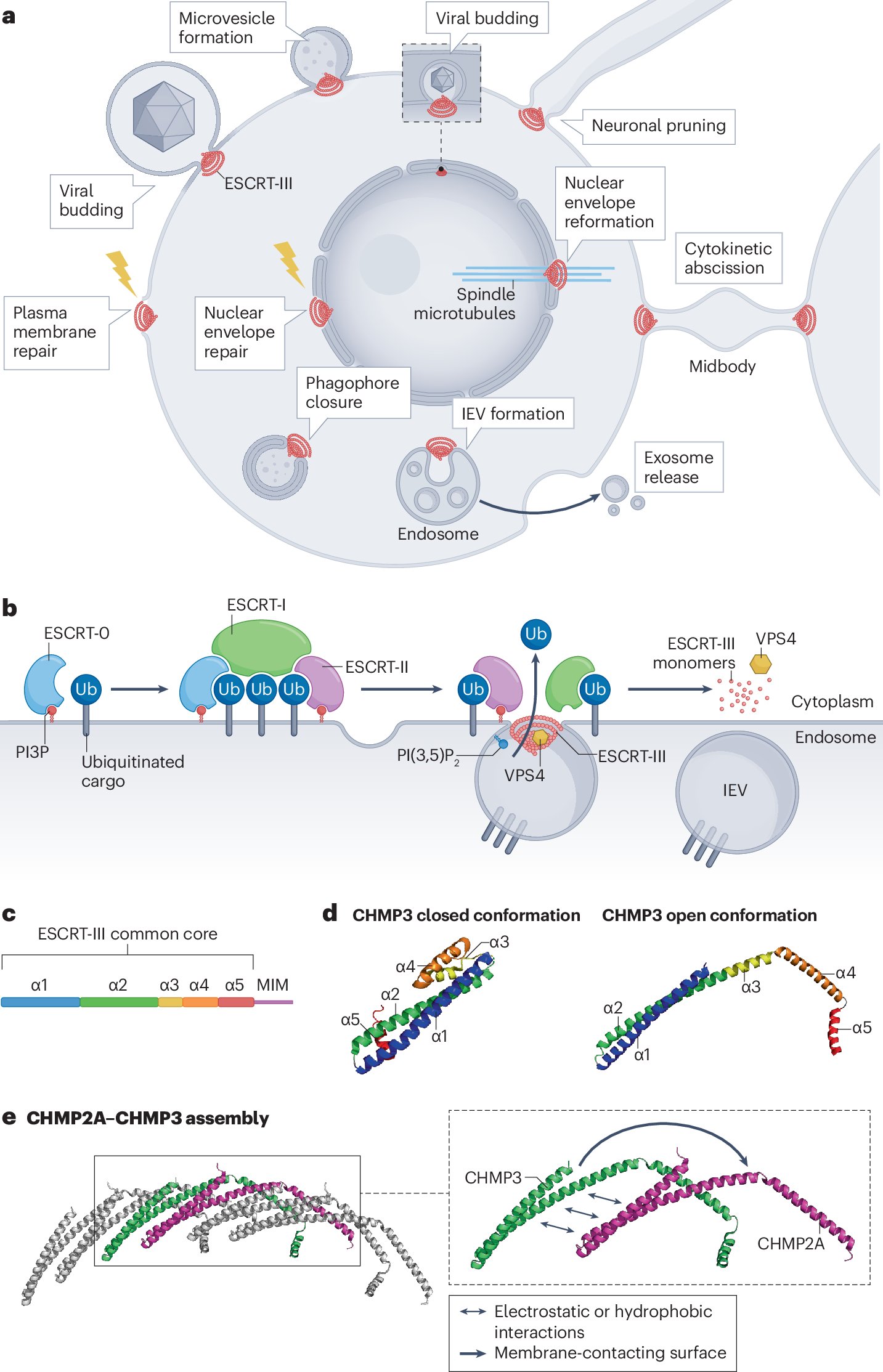 CanAkerman's tweet card. Nature Reviews Molecular Cell Biology - The endosomal sorting complex required for transport machinery supports key cellular functions including cell division, autophagy and membrane repair. This...
