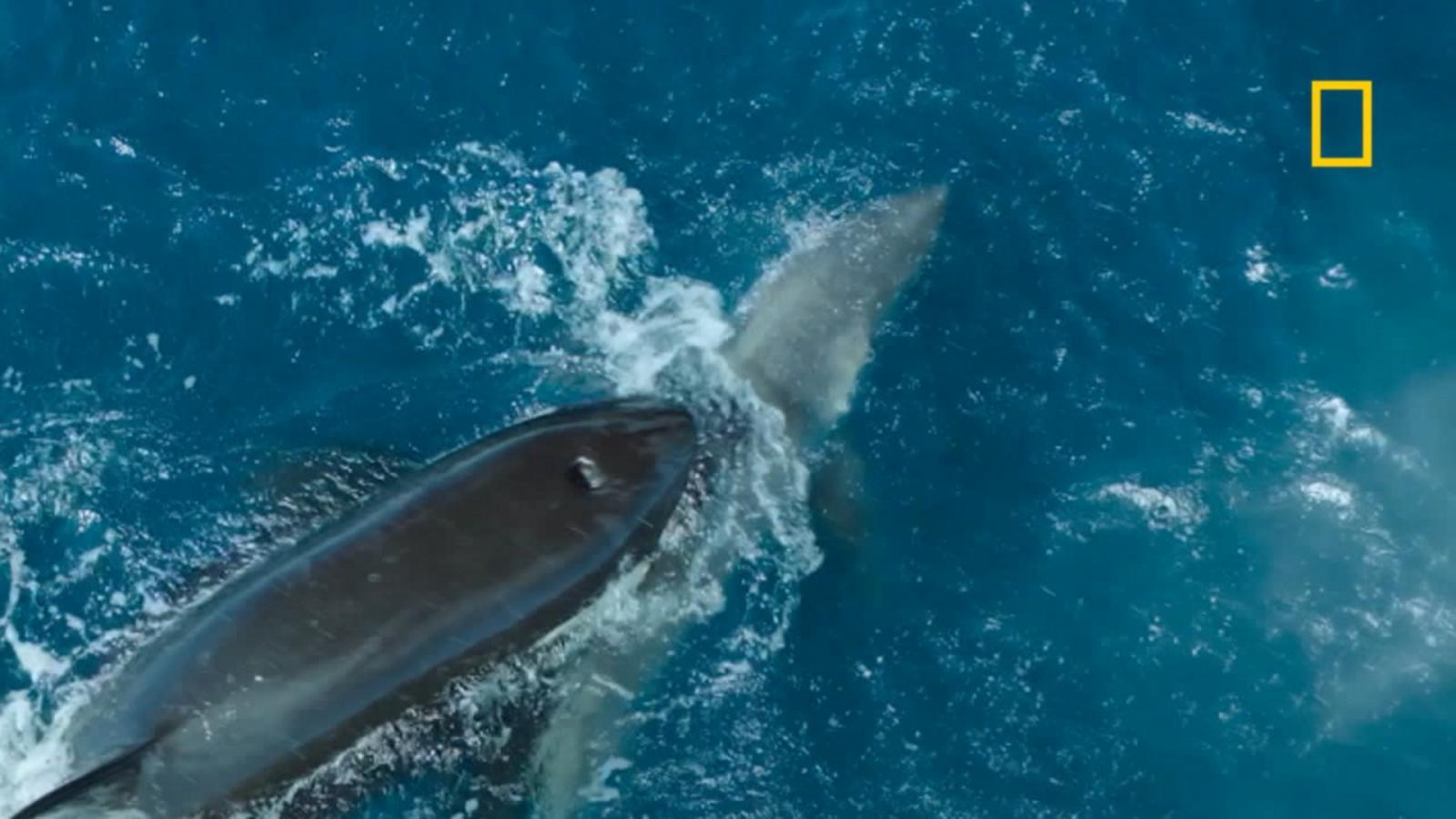 CSULB's tweet card. Images show a 60-year-old grandmother killer whale named Sophia battling with the shark in what scientists believe is the first time a single orca was captured on camera killing a great white shark.