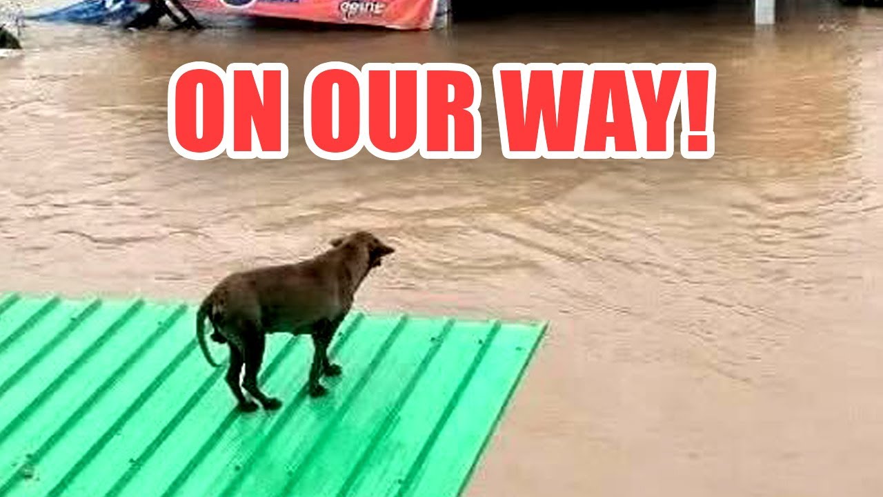 Snapbacku's tweet card. Emergency Response: Delivering Lifesaving Aid to Flood Stranded Dogs...