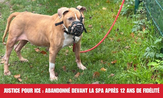 MORIN25559713's tweet card. Animaux - Signez la pétition : Justice pour Ice : abandonné devant la SPA après 12 ans de fidélité