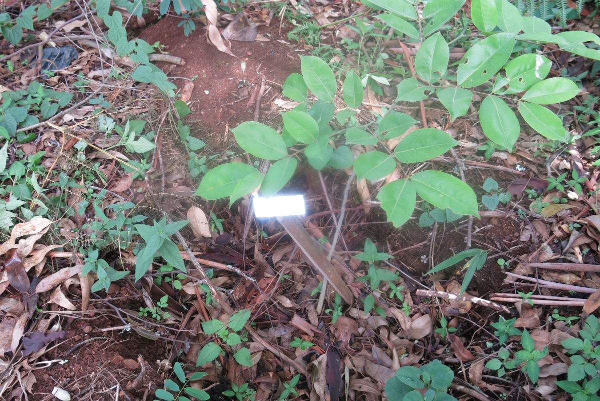 scidevafrique's tweet card. cette plateforme aide facilite le reboisement de ces lieux essentiels de la vie communautaire en y réintroduisant des espèces qui avaient disparu du fait de leur dégradation.