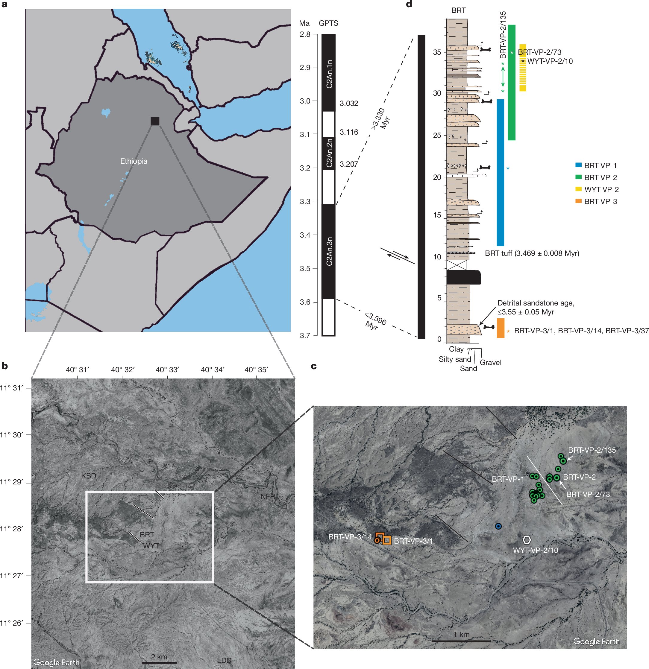 carlos_f1tness's tweet card. Nature - 3.4-million-year-old hominin fossils discovered in Ethiopia provide insight into the diet and locomotion of Australopithecus deyiremeda.