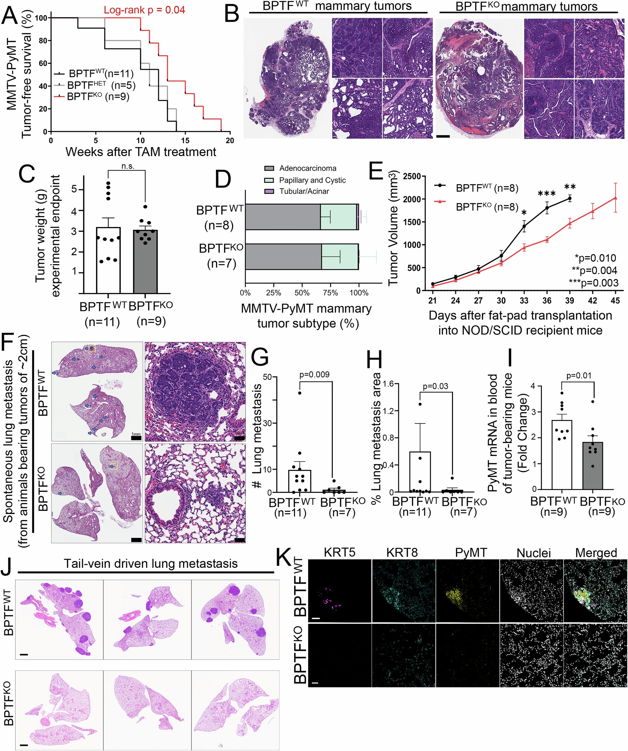 caoresco's tweet card. Nature Communications - BPTF is known to regulate chromatin accessibility and self-renewal in mammary epithelial stem cells. Here, the authors discover that BPTF inhibition delays tumor formation,...