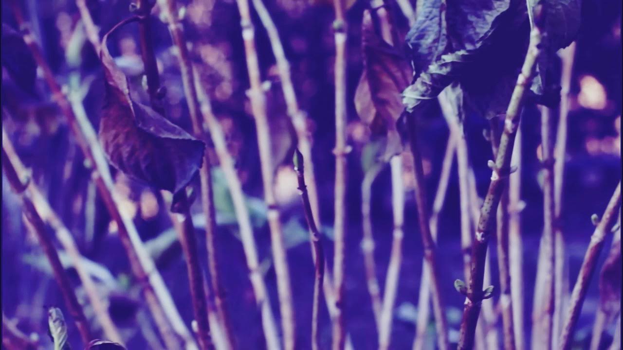 LadySometimesRc's tweet card. Human Colonies - Sirio (Official Video)