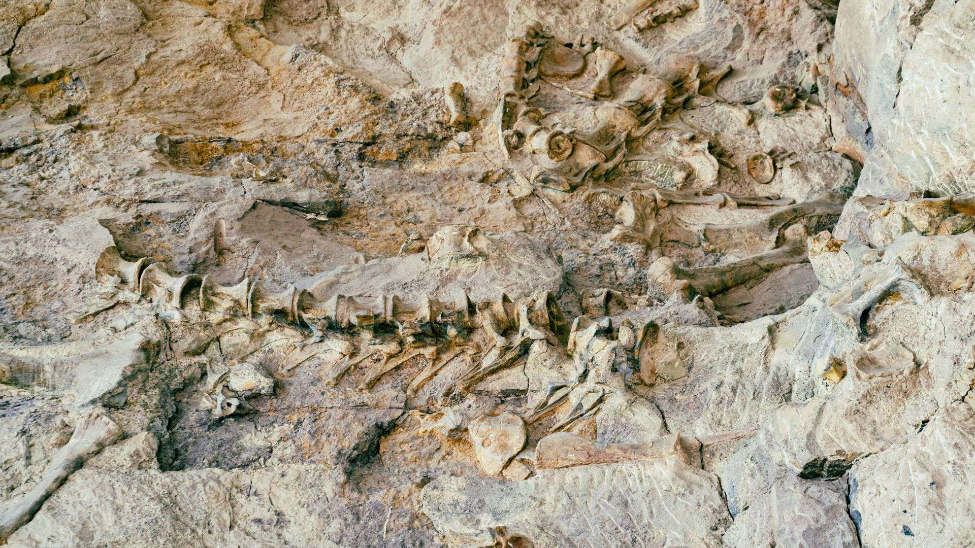 QuibellPaul's tweet card. Every so often, a discovery comes along that changes our understanding of the distant past. In the vast landscapes of the United States, the unearthing of prehistoric fossils is not uncommon. …