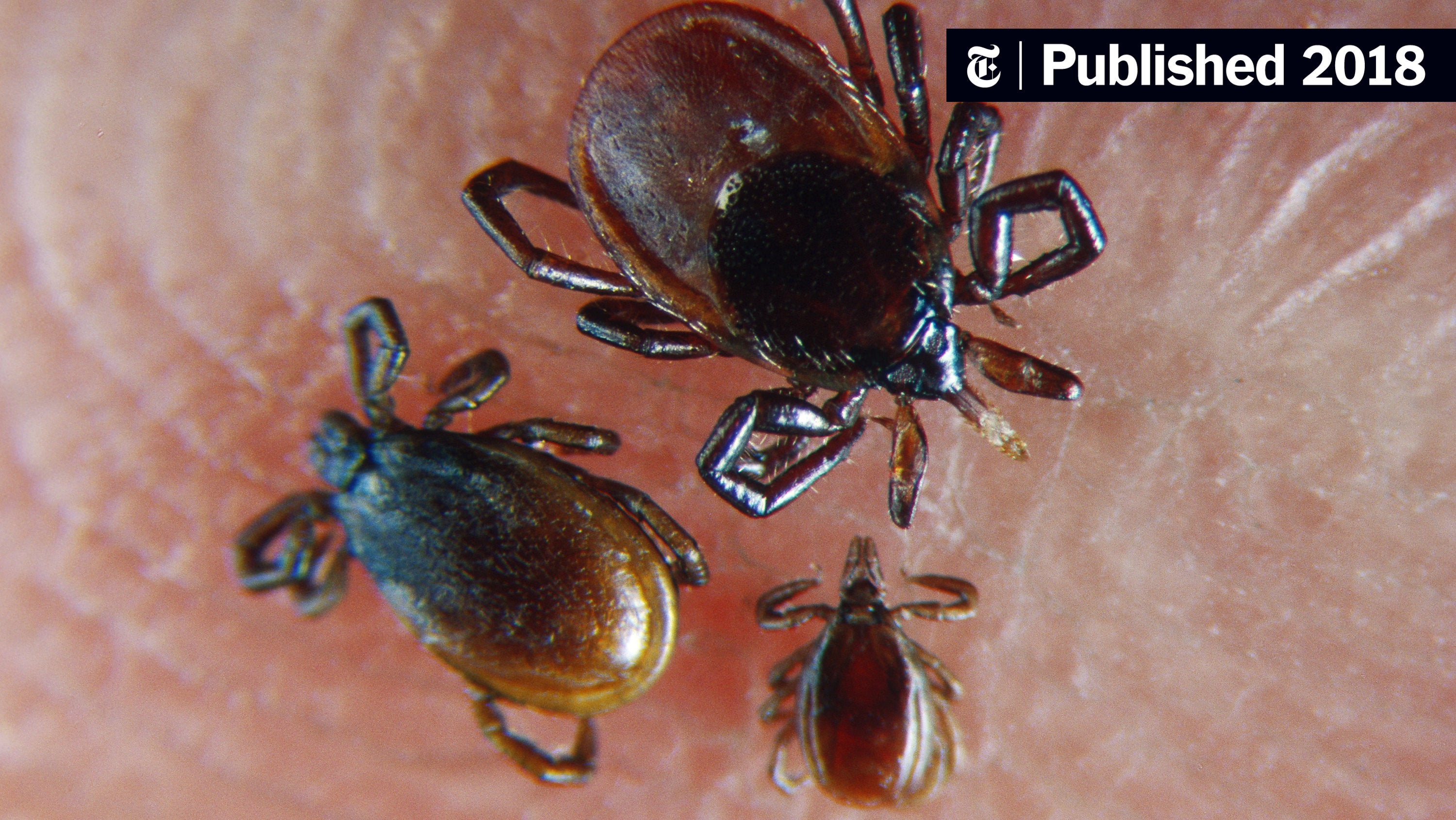 nytimes's tweet card. Rates of Lyme, Zika and exotic new diseases are soaring. Federal officials blame hotter weather, jet travel, forested suburbs and slow vaccine development.