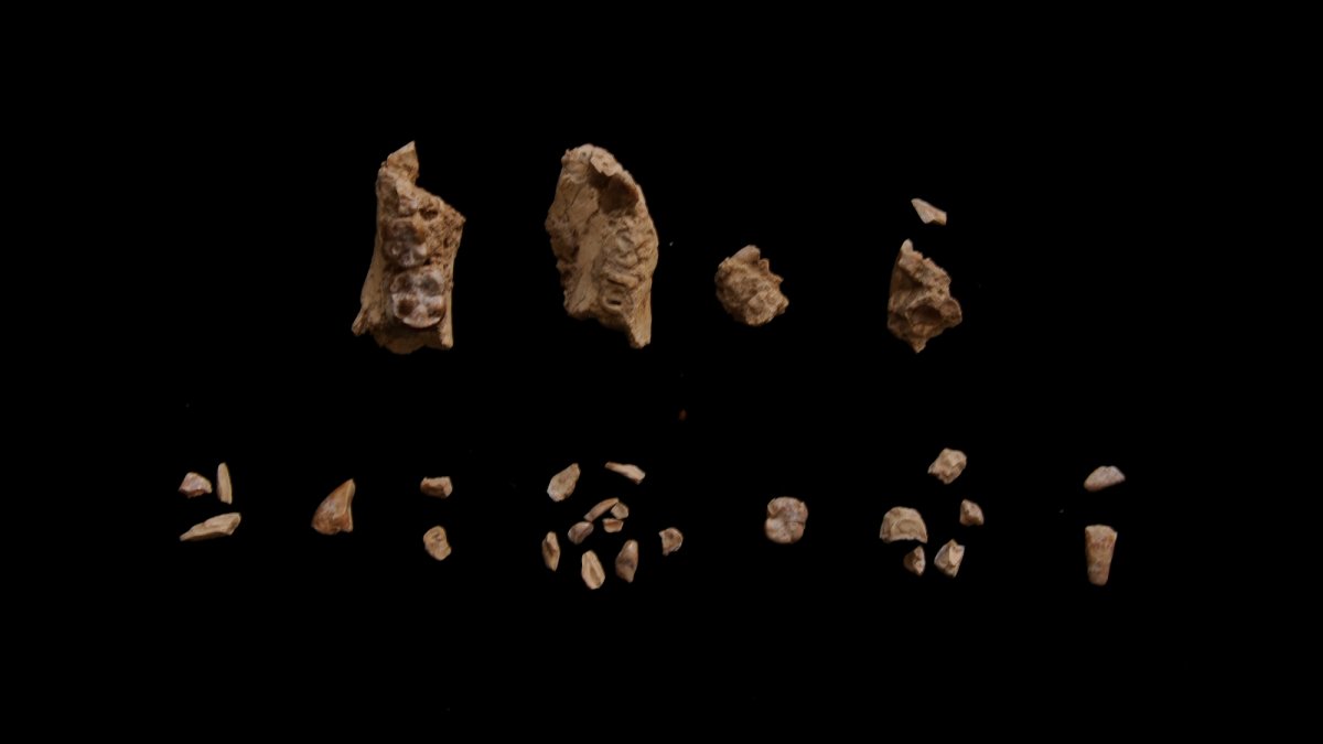 articleoutline's tweet card. New Clues From Prehistoric Human Foot Bones Scientists have finally linked prehistoric foot bones to our early human ancestors. This breakthrough