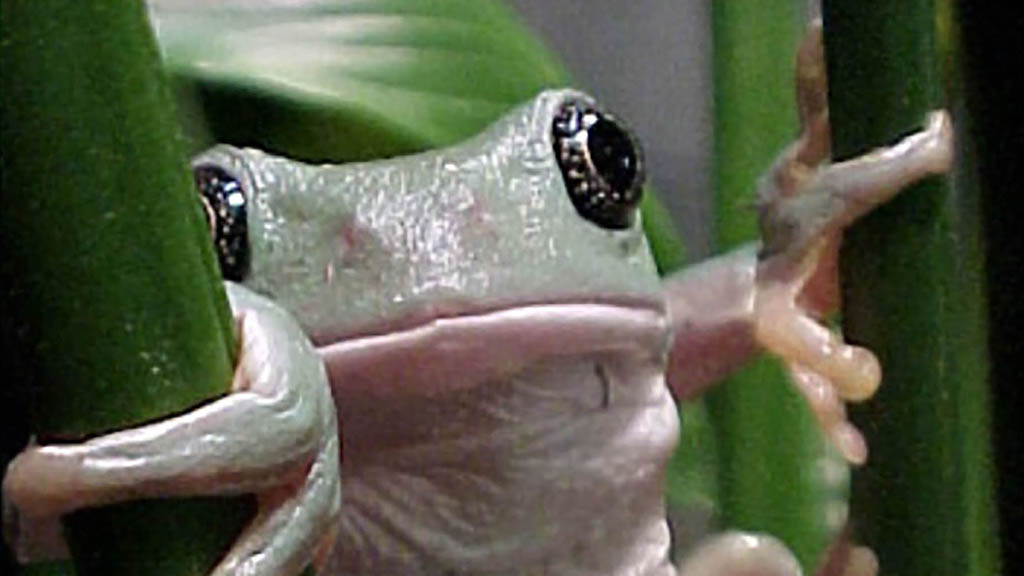 lopezdoriga's tweet card. El objetivo de las investigaciones con la rana de árbol es desarrollar tratamientos seguros, efectivos y accesibles contra enfermedades inflamatorias