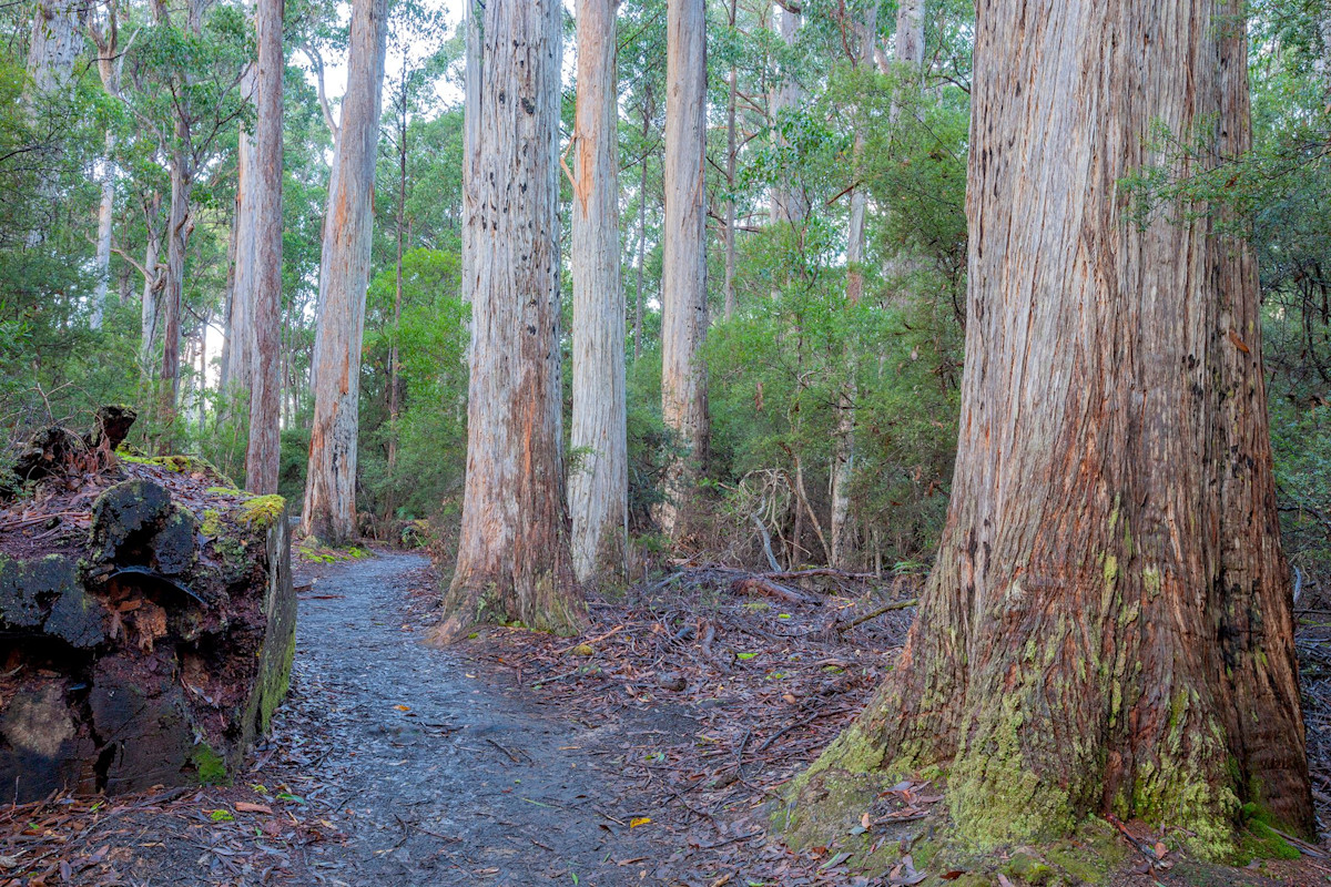 AllRobots1's tweet card. These organisms have played an important role in how our world was shaped, and they can even record history. Here are some interesting facts about trees.