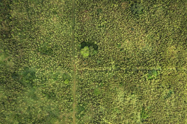 CIFOR_ICRAF's tweet card. Countries worldwide have pledged to plant millions of hectares of trees to offset their greenhouse gas emissions, but many of these efforts, as currently formulated,...