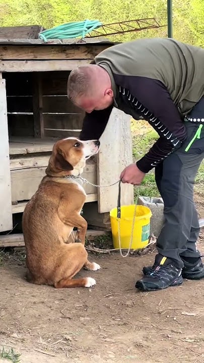 drivewayhawk1's tweet card. Gerettet (2/2) ❤️‍🩹 #savethedogsbih #rescueddogs #pleasehelp...