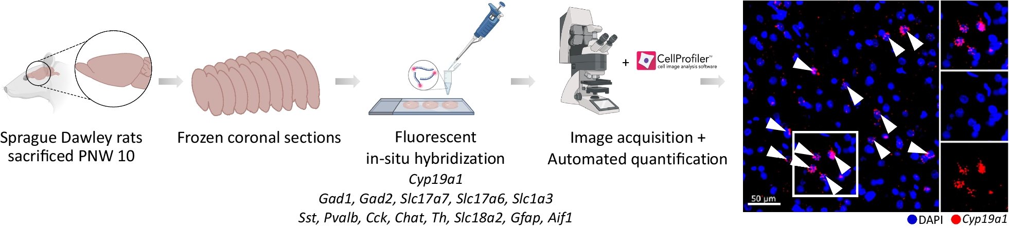 BiologySexDiff's tweet card. Biology of Sex Differences - Aromatase catalyzes the synthesis of estrogens from androgens. Knowledge on its regional expression in the brain is of relevance to the behavioral implications of these...