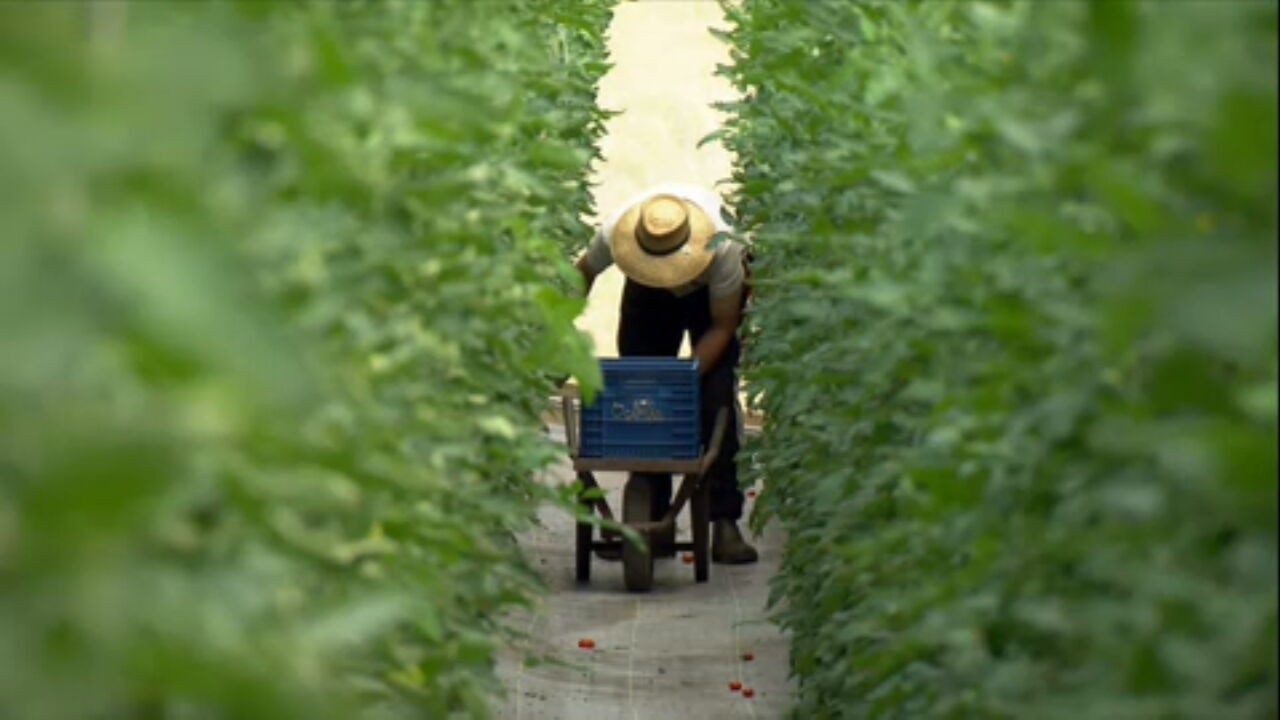g1's tweet card. Preço elevado das terras e clima seco intenso são alguns dos fatores que dificultam a produção de hortifruti no estado.