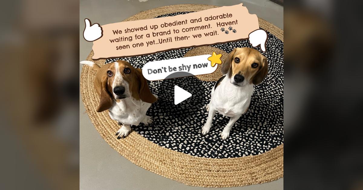 dbsmith11's tweet card. Check out KoKo & Charley🐾’s post.