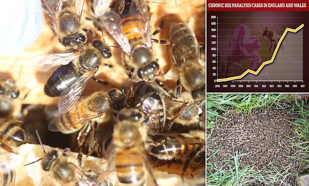 checkcheckoops's tweet card. Honey bees in the UK are increasingly suffering at the hands of a deadly viral disease called chronic bee paralysis virus, according to a new study from Newcastle University.