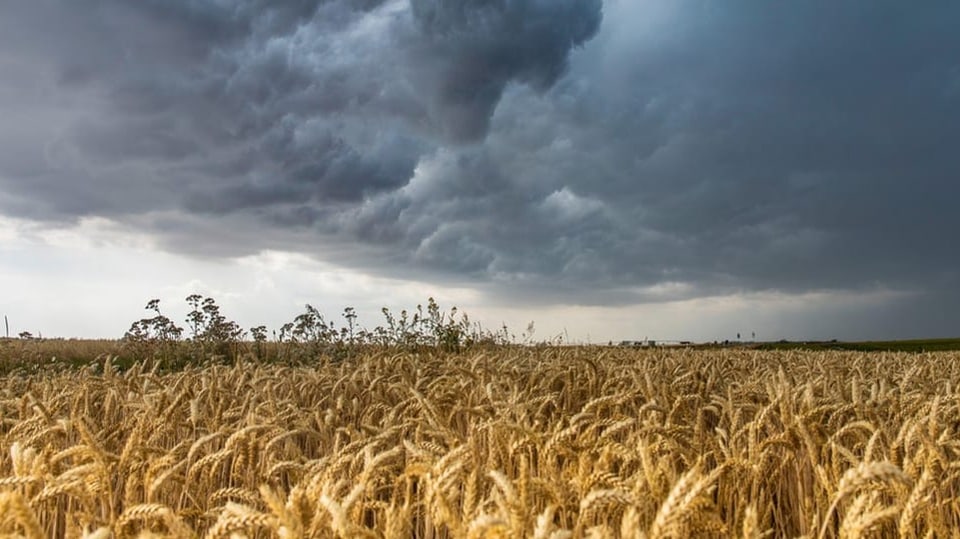 t_hersche's tweet card. Die Genom-Editierung ist umstritten und birgt aus Sicht der Gegnerinnen viele Risiken. Angelika Hilbeck ordnet ein.