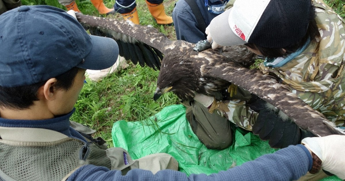 raptor_biomed's tweet card. 　釧路湿原国立公園に近い釧路市郊外の市街化調整区域で太陽光発電事業者「日本エコロジー」（大阪市）が計画するメガソーラーに関し、2月に開かれた2回目の住民説明会で、国指定天然記念物で「種の保存法」で保護増殖事業対象のオジロワシの生息状況について、事実と異なる報告がされていたことが毎日新聞の取材で判明し