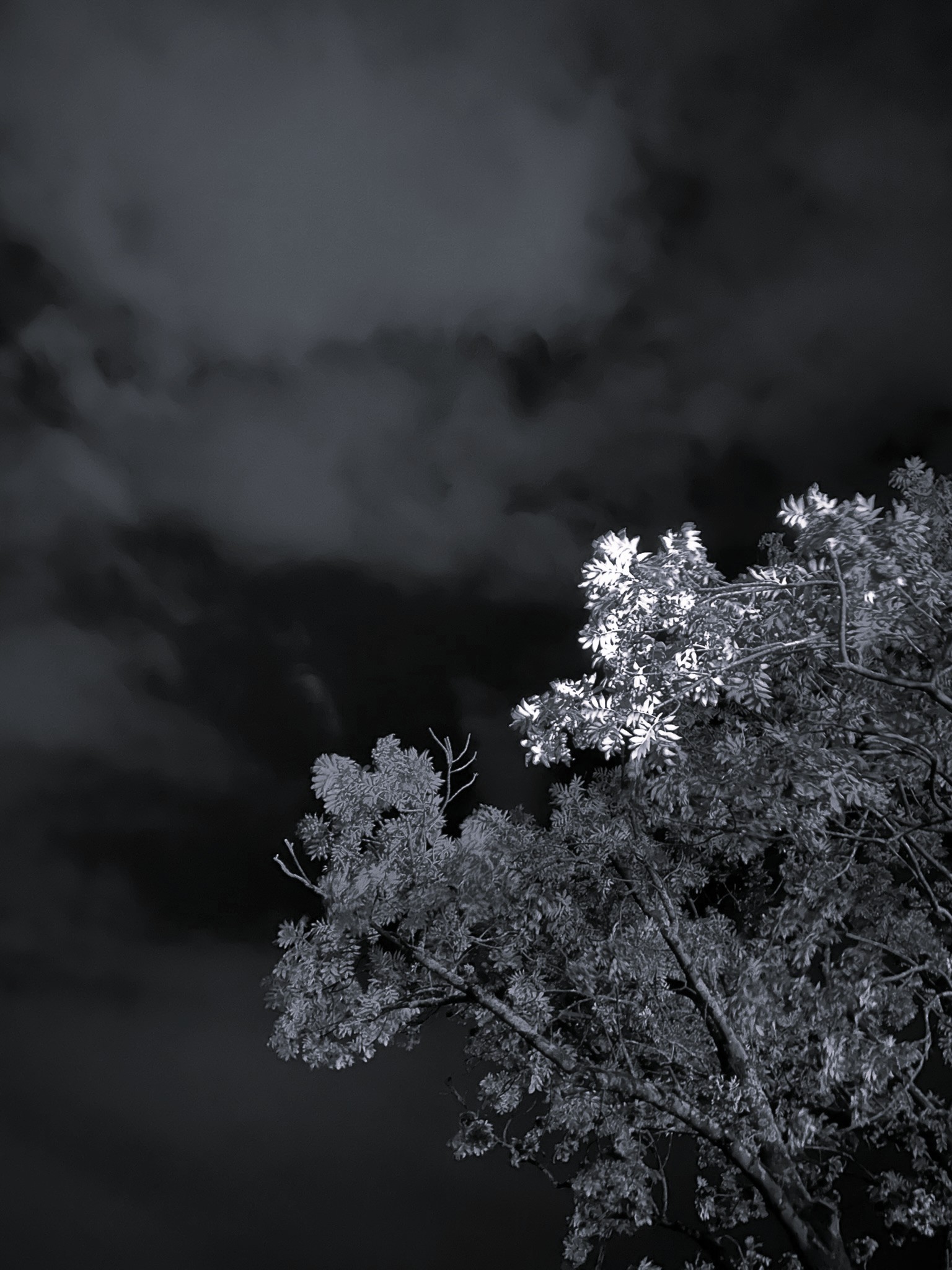 thewoolfx's tweet card. .