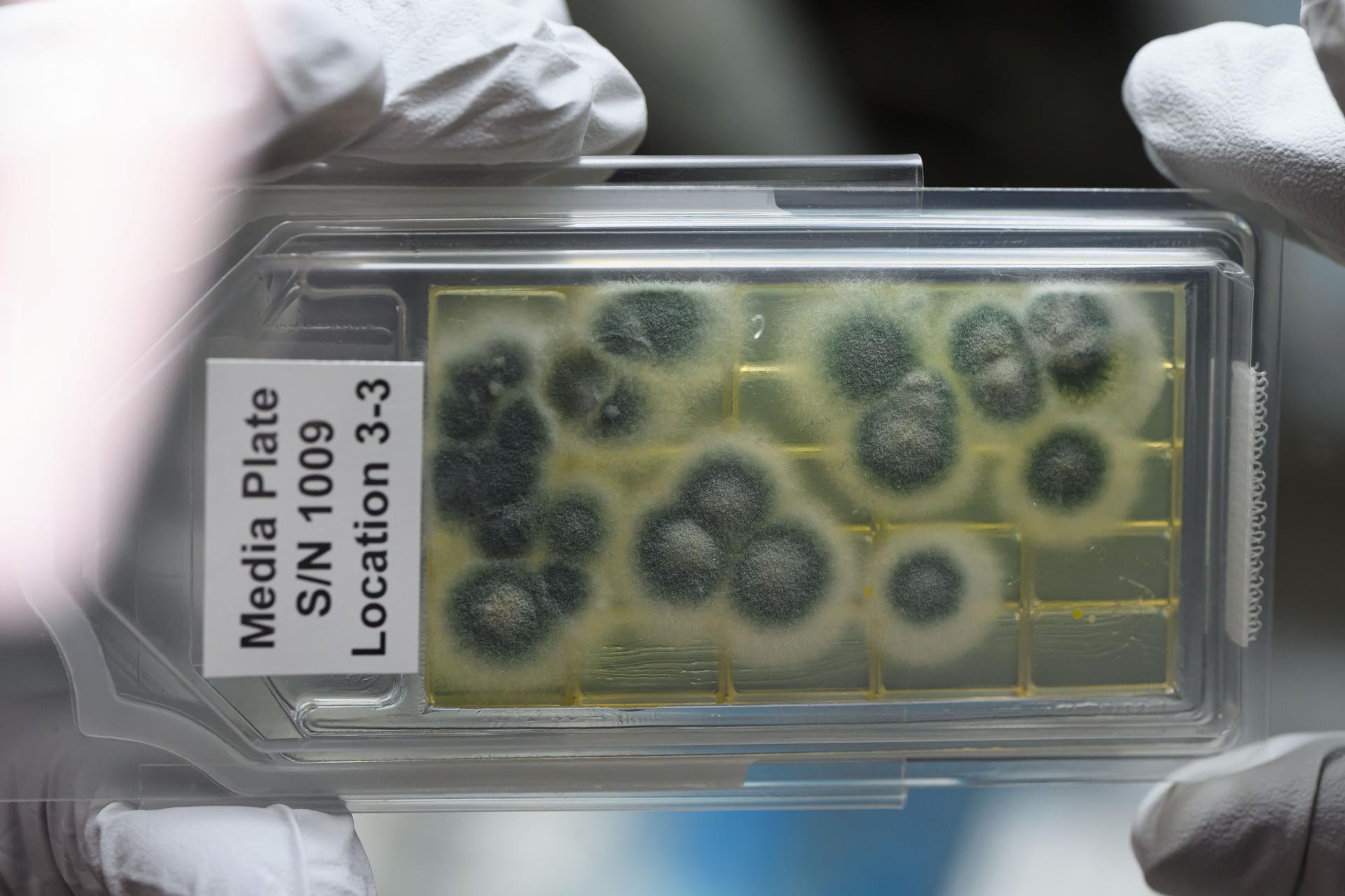 NASASpaceSci's tweet card. Genomic Enumeration of Antibiotic Resistance in Space (GEARS) will focus on two types of antibiotic-resistant bacteria, Enterococcus faecalis (EF) and Enterococcus faecium, that have been found on...