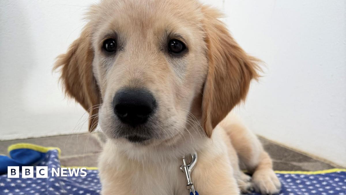 anonoccu1's tweet card. Guide Dogs charity appeals for more volunteers to help raise puppies in Jersey.