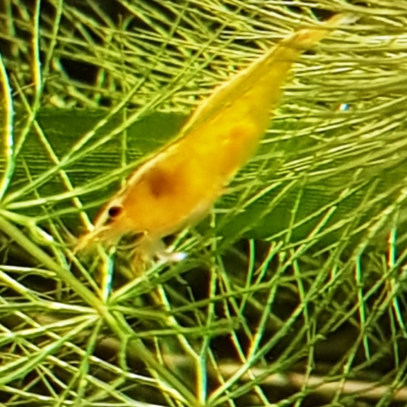 DerTommy110's tweet card. Willkommen bei Welt der Aquaristik , dem Aquaristik - Kleinanzeigenmarkt in der Aquarium - Welt. Ohne Gebühren oder sonstige Kosten.