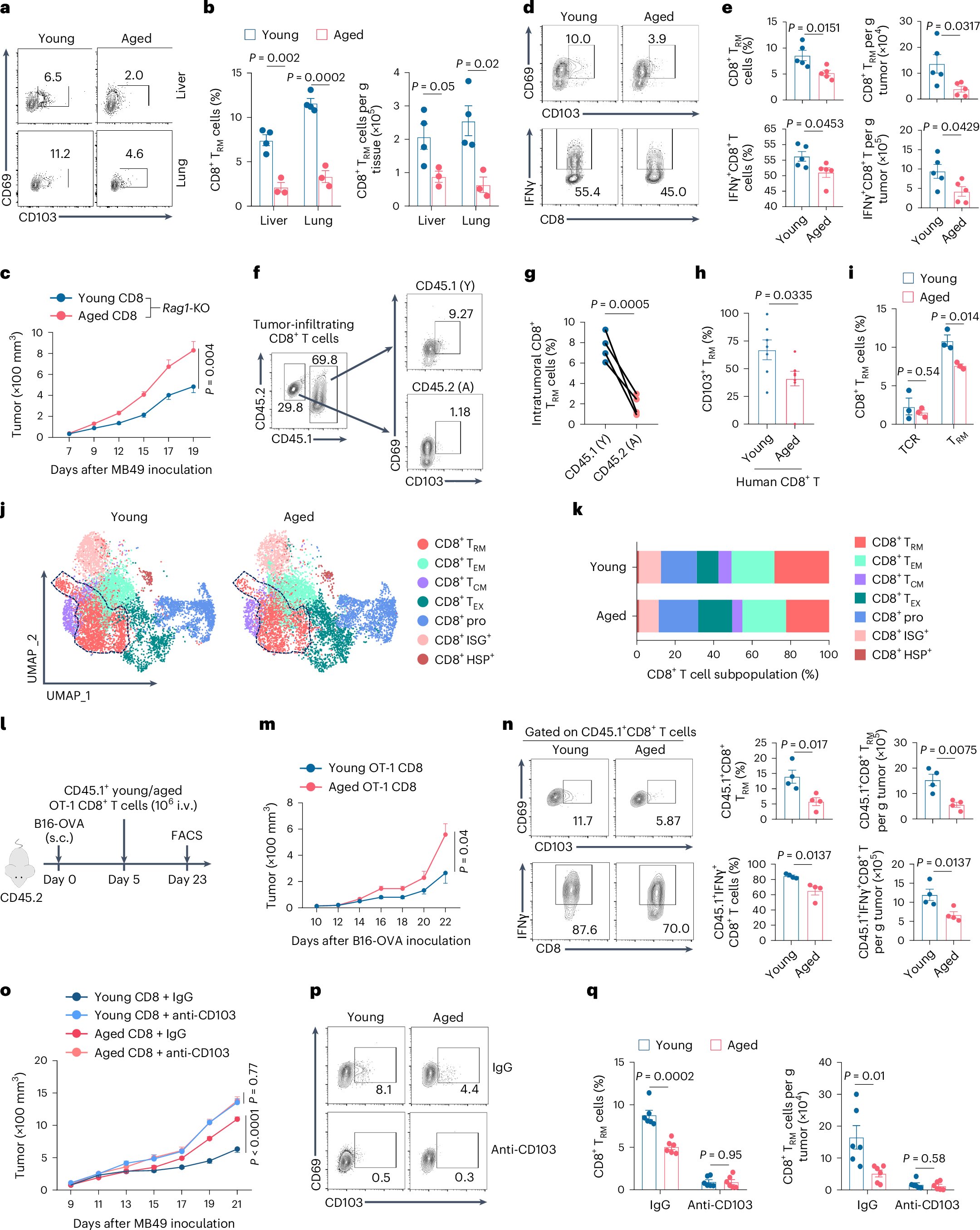 LabWaggoner's tweet card. Nature Aging - Exploring how aging compromises antitumor immunity, the authors reveal an age-related impairment of cytotoxic CD8+ TRM cells in mouse tumor models and clinical samples. They...