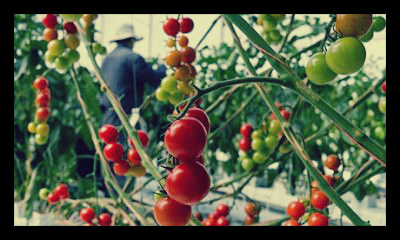 samburuproject's tweet card. Social and economic benefits are growing in Bangladesh just like the fruits and vegetables in their home gardens.