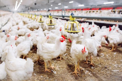 Image for twitter card