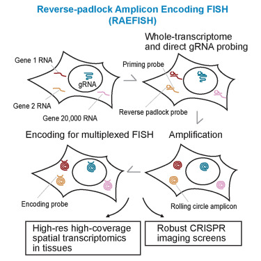 Xenopus007's tweet card. RAEFISH delivers whole-transcriptome (>20,000 genes) imaging at single-molecule resolution in cells and tissues and enables direct gRNA detection for high-content, image-based CRISPR screens.