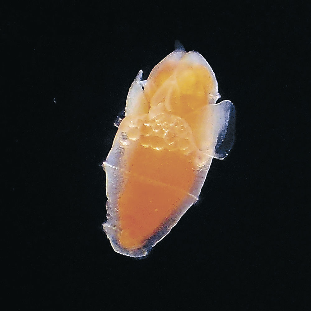 TOYAMA_info's tweet card. ●暖流が「ふた」独自に進化か　富山湾で初めて発見された「流氷…