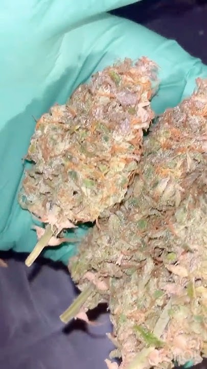 legs2013's tweet card. Harvest time Grape POP 🎸🤘🪴🤤❤️. #plants #selfmade #indoorplants...