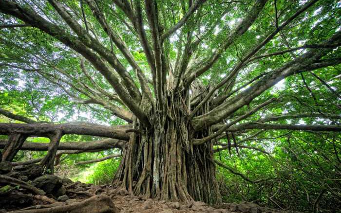 ctsmithiii's tweet card. Use AI and automation to refactor monolithic applications into microservices faster, easier, and with less risk.