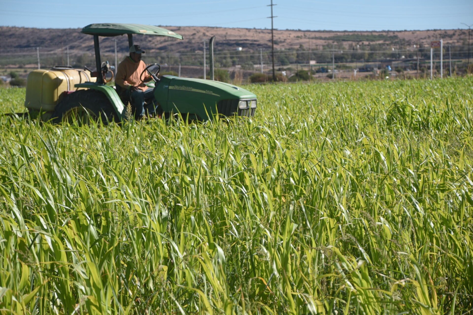 period_victoria's tweet card. Esteban Villegas, gobernador del estado de Durango, habló de la inversión y de las acciones que se realizarán en el campo duranguense en el 2026, explicó que en el caso de la semilla de frijol se va...
