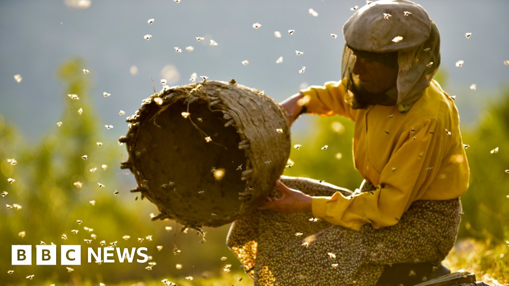 projectPlanBee's tweet card. The story of the woman at the centre of an Oscar-nominated film has struck a chord around the world.