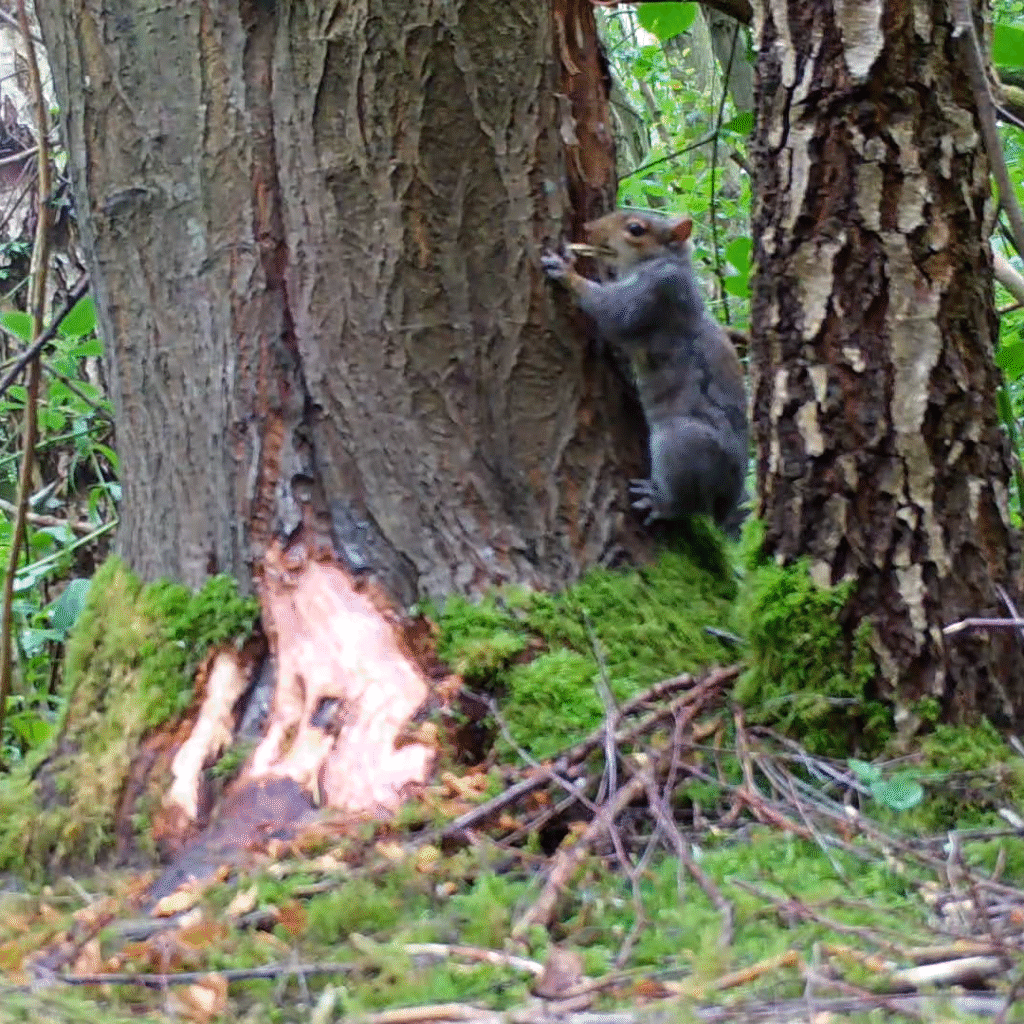 SquirrelAccord's tweet card. Celebrating progress & world first for fertility control research - UK Squirrel Accord