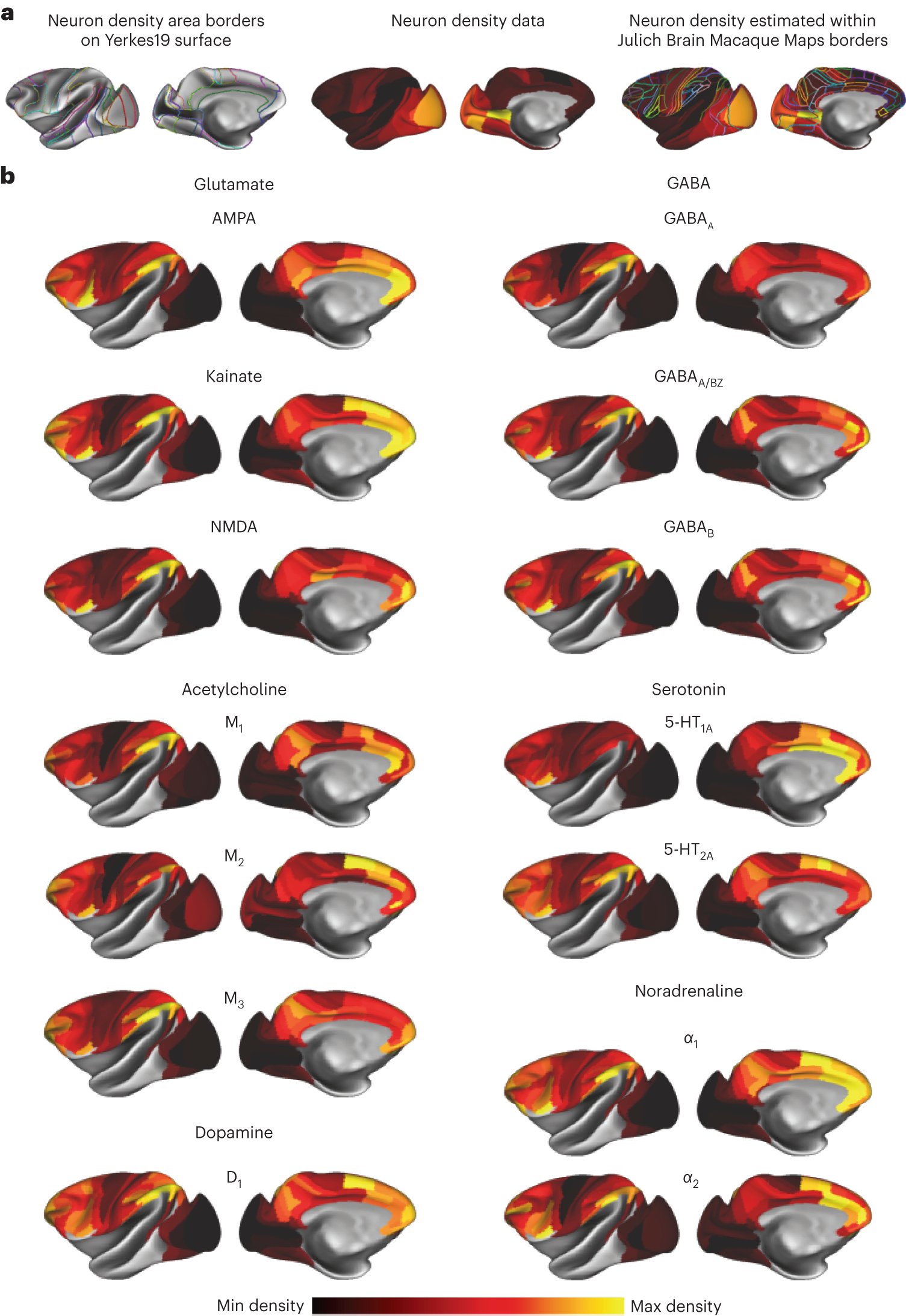 seanfw's tweet card. Nature Neuroscience - Froudist-Walsh et al. reveal organizational principles of receptor densities in macaque cortex. Densities of multiple receptor types align with changes in dendritic...
