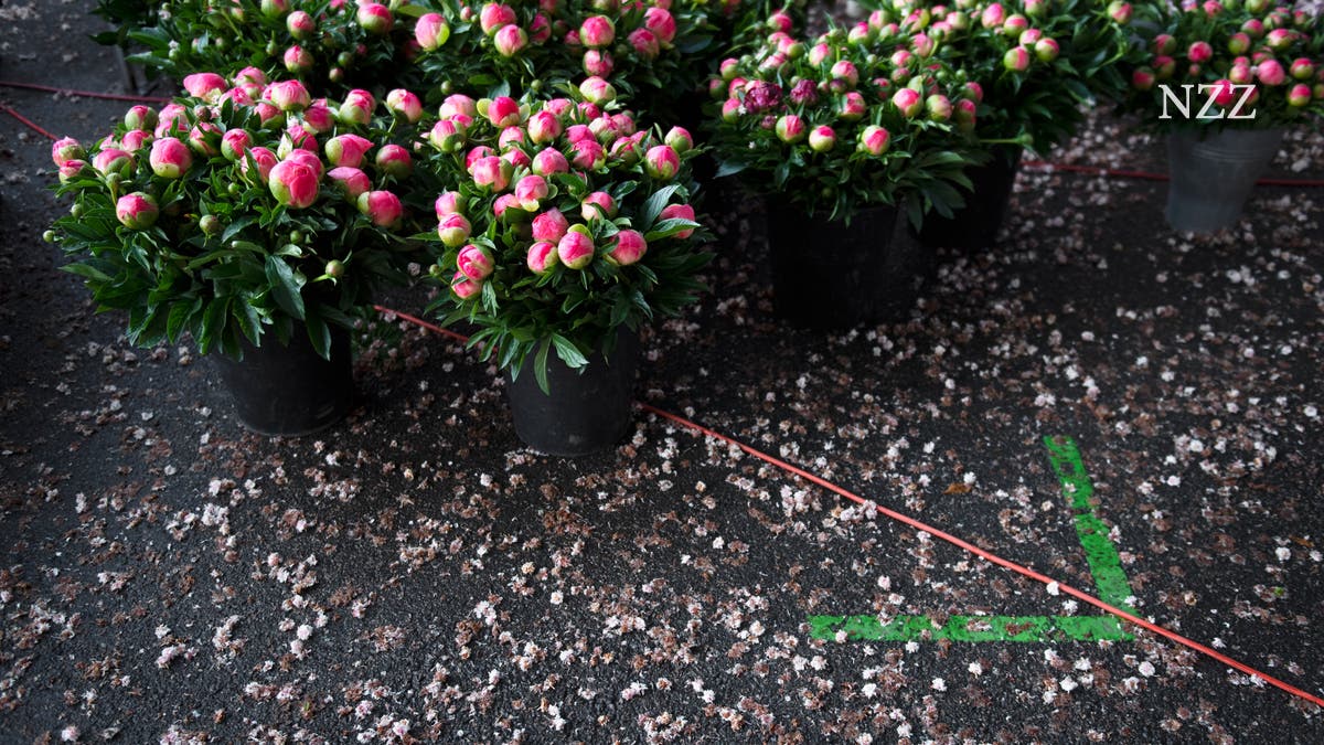 rlalive's tweet card. Der Lockdown hat vor allem den Innenstädten zugesetzt. Seit der Wiederöffnung holen Schweizer Konsumenten aufgeschobene Einkäufe in grossem Stil nach. Bald werden sie auch wieder ennet der Grenze...