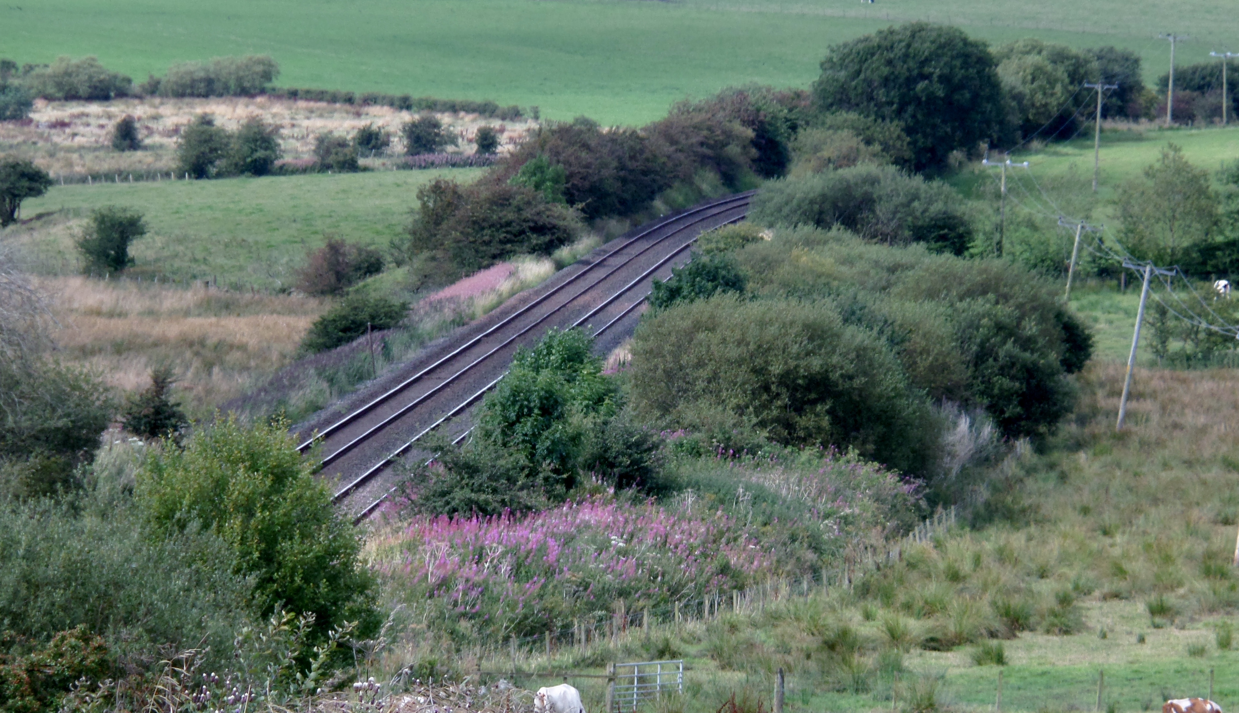 gptraveldiary's tweet card. Just discovered the mesmerizing Tunnel of Trees in Scotland. A must-visit for nature lovers! #TunnelOfTrees #Scotland #Nature