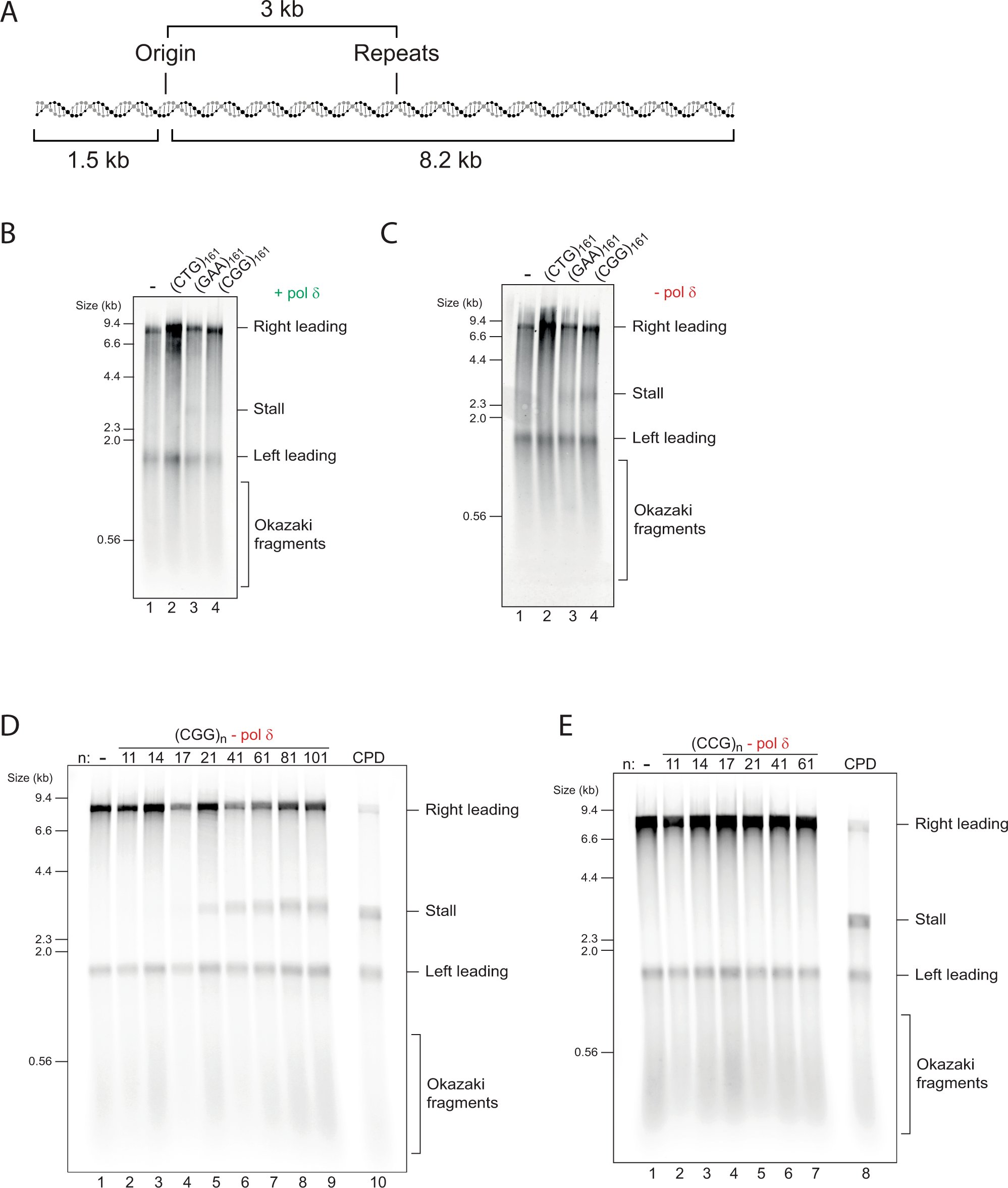 CosterLab's tweet card. Nature Communications - DNA replication of repetitive sequences was recreated in a test tube using purified components. DNA alone was sufficient to induce stalling. Both stalling and recovery were...