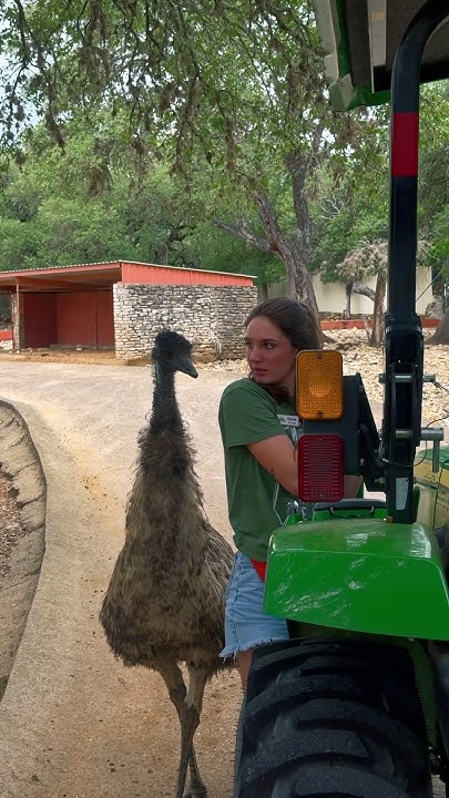 Algorithmist's tweet card. Emu Gets Friendly With Tour Driver. Asking For A Date Or Selling Car...