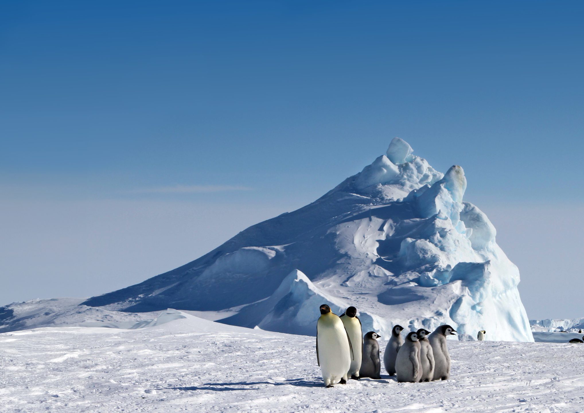 AntarcticHT's tweet card. join us on an interactive online journey to Antarctica. Take part in our fun, interactive virtual adventures and learn outdoor skills.