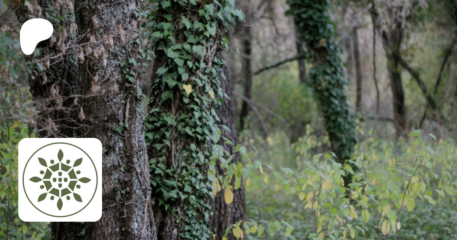 ReflorestarPt's tweet card. creating Forests & AgroForests; Syntropic Farming; Regenerative