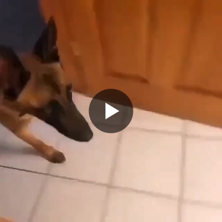 adventuredogs's tweet card. Wish my female lab was tall enough to master this without falling in.