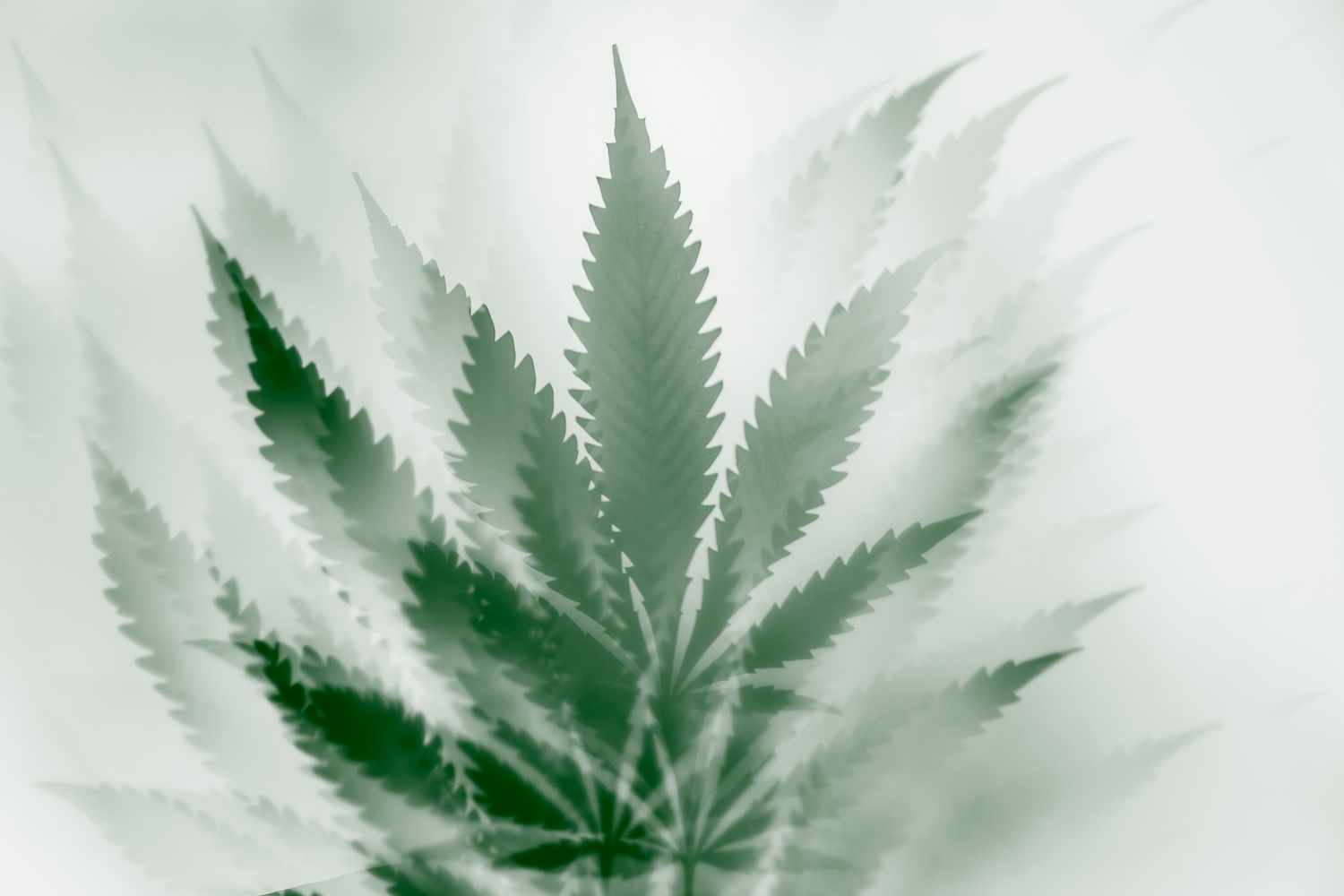 cbdoracle's tweet card. With more and more states legalizing marijuana, we take a look at the best arguments on both sides of the cannabis debate and what the evidence can teach us.